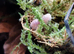 Cubaris Cherry blossom isopod
