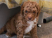 Waiting lists now open for toy poodle cross toy cockapoo puppies