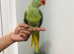 Beautiful hand tamed parrots for sale