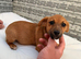 Miniature Jack Russell puppy