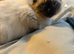 ragdol kitten for sale 15 weeks old toilet trained