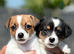 I Jack russell puppies