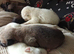 Belgian Mali pups