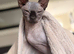 7 Month Old Male & Female Sphynx Cats For Sale