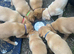 Exceptional Casey registered Labrador puppies 8 weeks