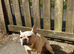 Kc registered French bulldog