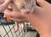 New kittens day old