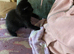 Beautiful boy kitten