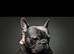 Male blue French bulldog for sale