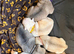 2 week old pedigree pug puppies