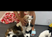Beautiful Beagle x jack Russell puppies