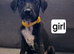 Belgian mali and Dalmatian puppies