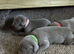 Long & Short Haired Weimaraner KC Reg