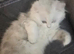 Persian female kitten