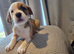 Staffy cross Mastiff pups