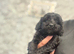 Doxipoo