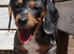 Miniature dachshund puppies 3 left.