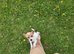Beautiful little jrt dog last one