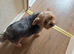 Yorkie x