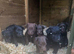 5 Beautiful patterdale puppies looking for 5 star home