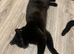 STUNNING BLACK BRITISH SHORTHAIR IN MANCHESTER