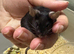 4 Really friendly fancy male mice for sale