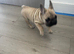 Puppies Looking for a new home
