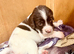 Beautifully marked pedigree springer spaniel puppies