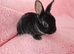 Baby mini rex for sale