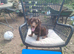 Sausage dog, dachaund