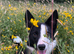 Border collie looking for a loving home