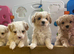 Korean Toy maltipoo puppies from Dna tested mum