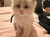 Ragdoll Kitten, 1 fluffy blue bicolour boy ready now