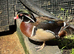 Wood duck