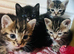 4 kittens available
