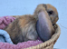 Giant pure bred French lop rabbits will be huge bunnies