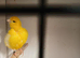 Proven fiff cock