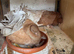 Lovely breeding pair of Fantails