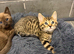 Beautiful Bengal x kittens