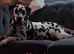 Beautiful Puppies Looking For Their Forever Homes