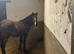 Stunning Filly to make 15.2hh