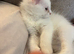 2 left from litter of 6 beautiful white boy with one blue n one green. eyes stunning like his mama and a beautiful playful silver girl !! litter trai