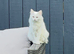 Siberian x Ragdoll