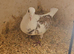 Lambretch cock bird