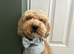 Loving boy looking for a new home