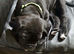 Last Female Cane Corso