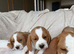 beagle x cavalier puppies