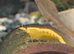 Golden yellow shrimp