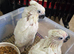 Hand Rearing Baby Umbrella Cockatoo Parrot