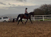 17.2 registered Hanoverian anyone’s ride